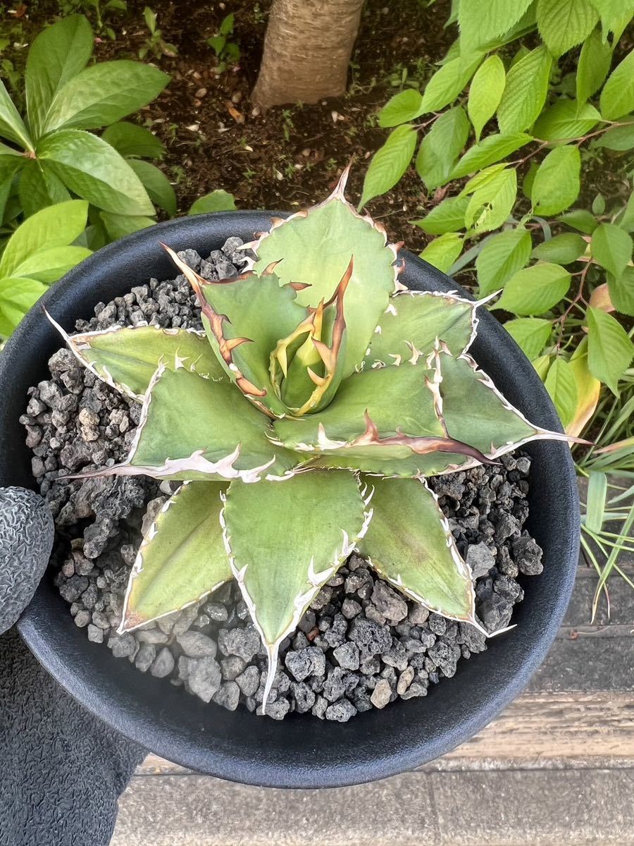 超厳選- アガベ チタノタ 大鋼牙 白排棘 Agave titanota（ ハデス シーザー ）狂刺 短葉 厚葉 極上美株優良血統大株 (台湾株)