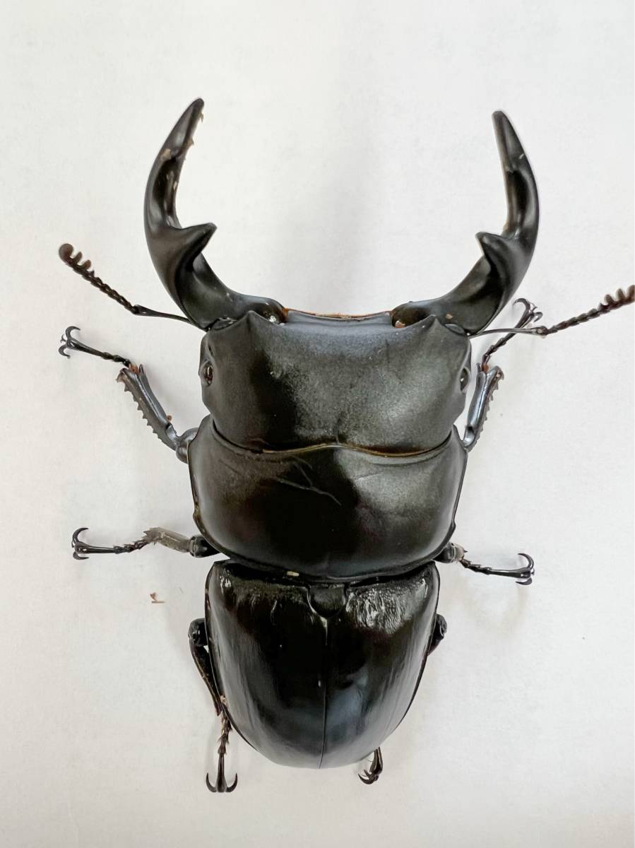 ≪≪　ラオス便　Wild！　グランディスオオクワガタ　成虫トリオ　≫≫