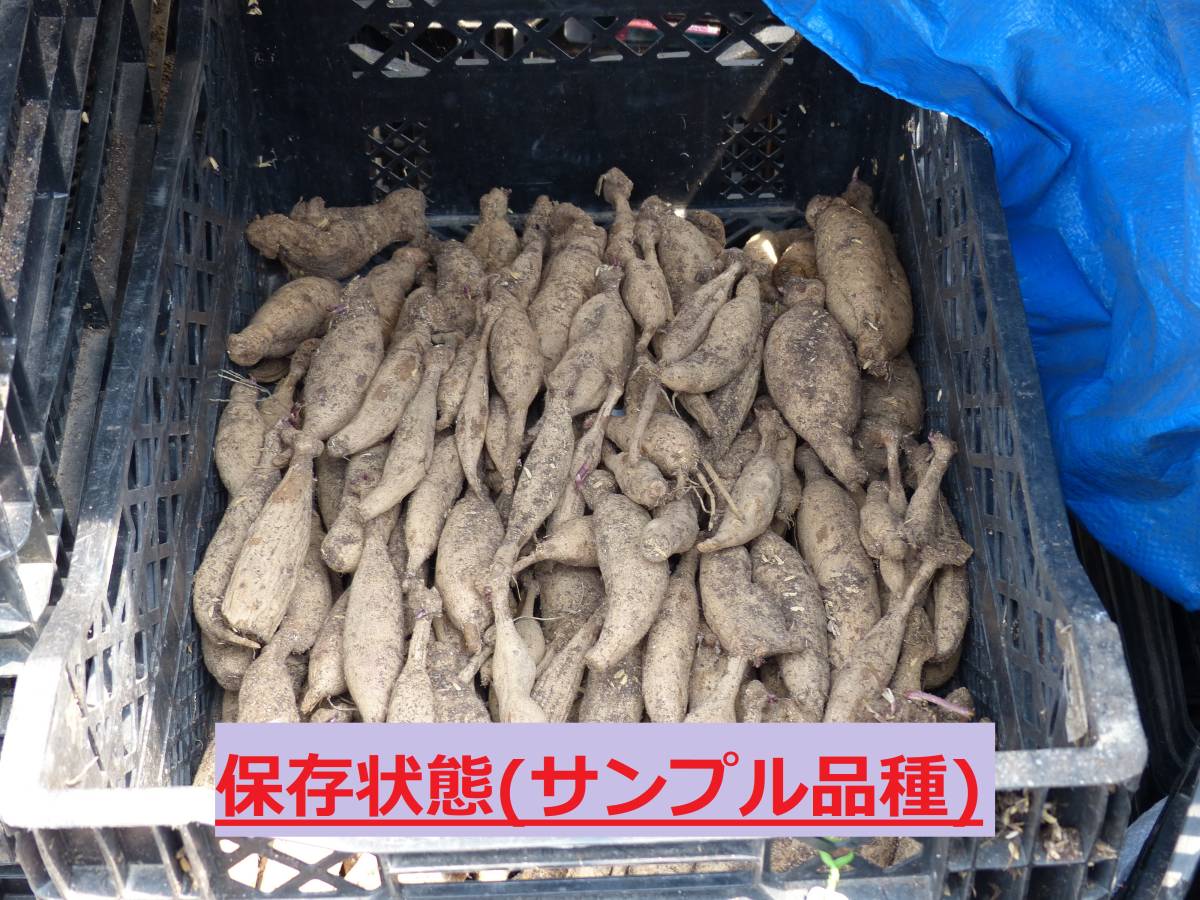 ダリア球根 発芽確認済み ボール咲き品種 品種名 アトム の入札履歴