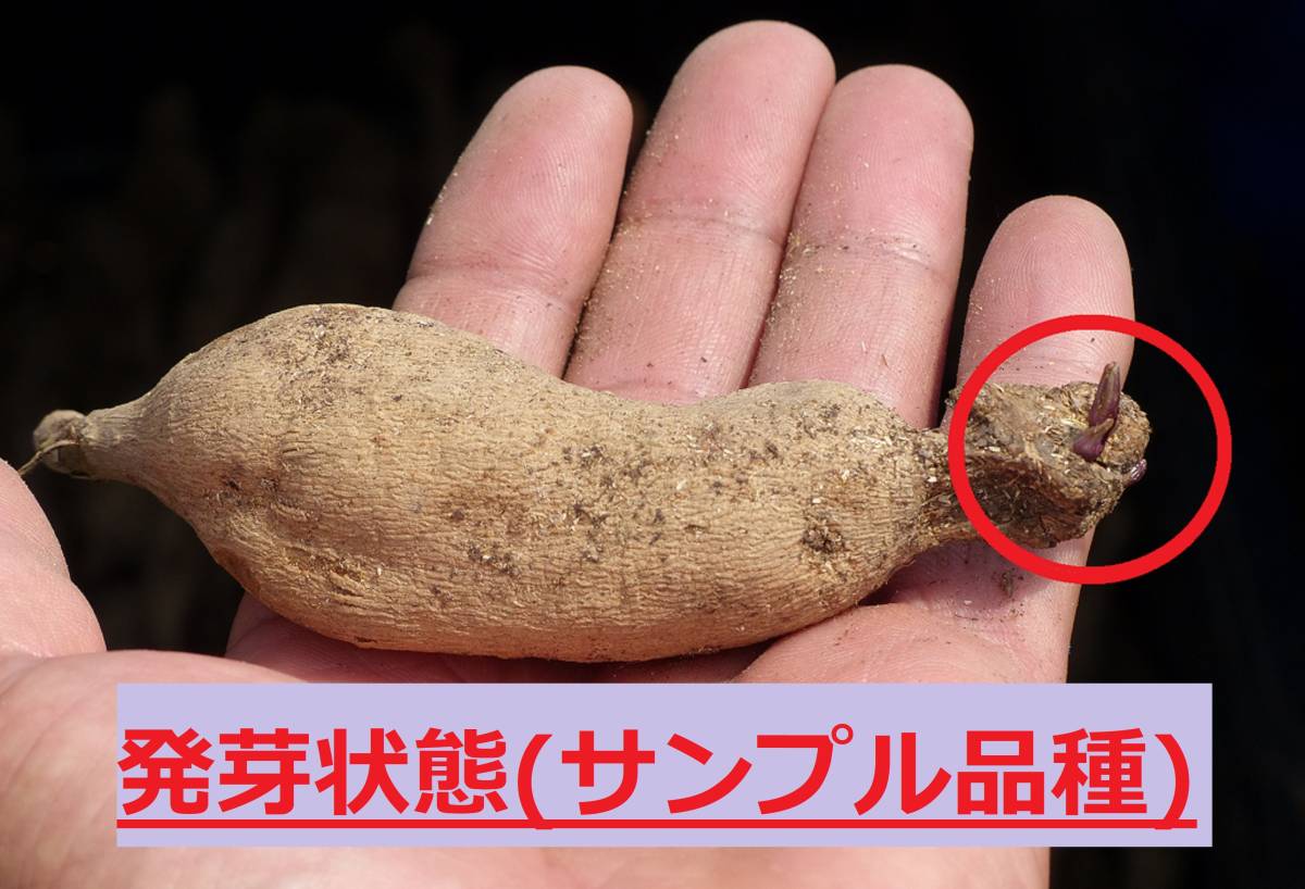 ダリア球根 発芽確認済み ボール咲き品種 品種名 アトム の入札履歴