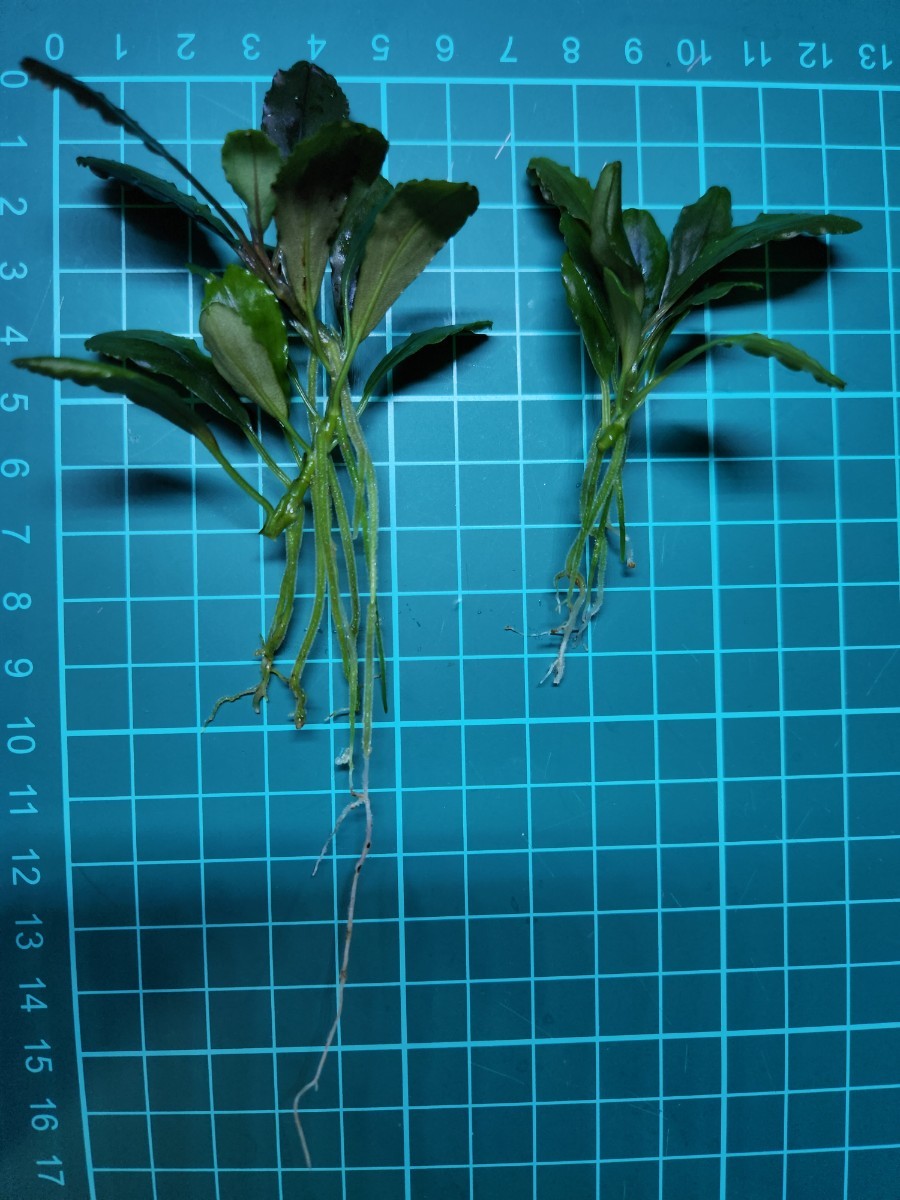 2株セット【AZ便】Bucephalandra sp.Apple Leaf from Kota Baru Timur