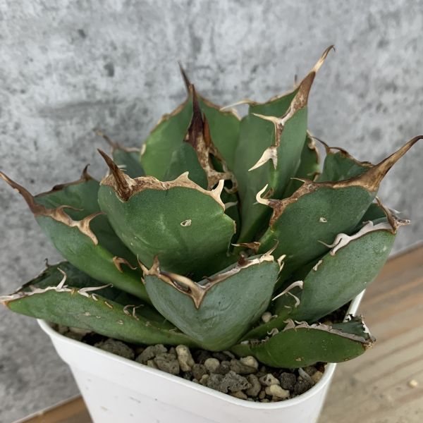 IR450】【S級！！極上高級株！イラン産◇アガベ チタノタ ペルシアン