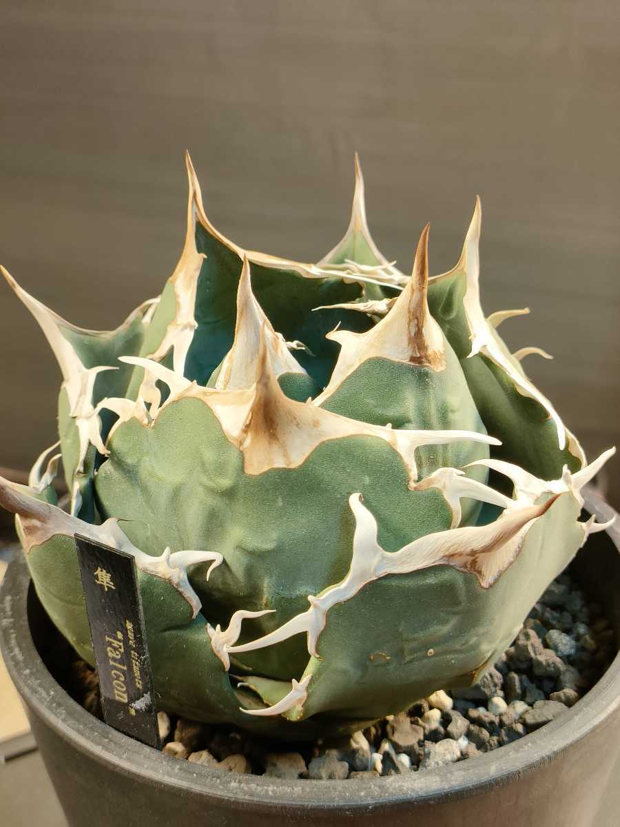 イラン便入荷！Agave titanota 'Persian Dwarf' &