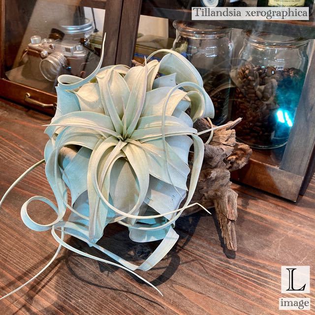 チランジア キセログラフィカ L size (エアプランツ ティランジア エアープランツ xerographica)