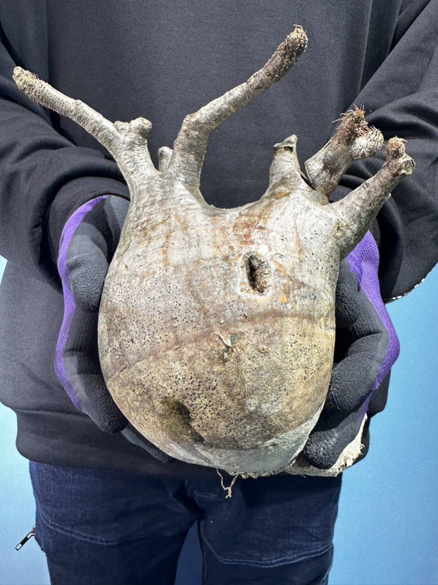フ0314 「多肉植物」ユーフォルビア クレメルシー 斑無し 植え