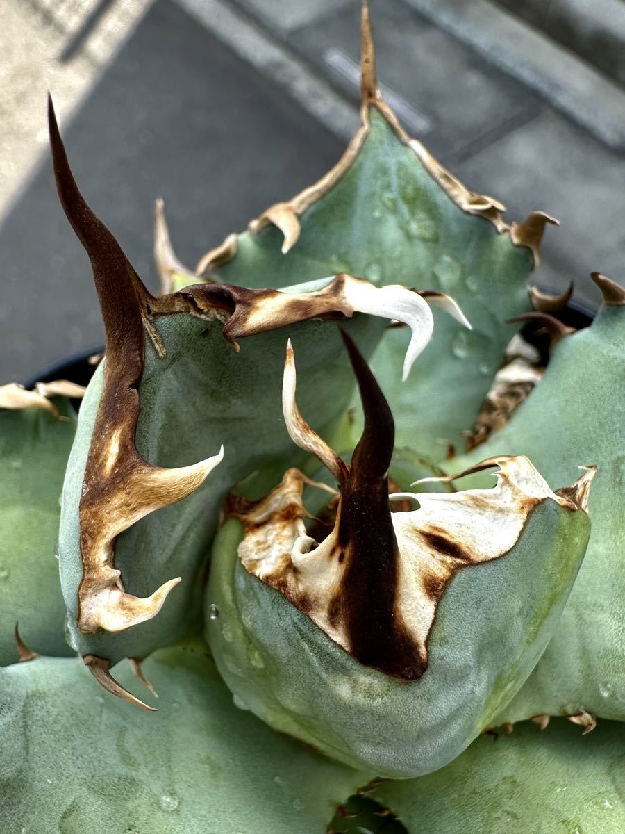 アガベ 多肉植物 チタノタ 鳳凰　訳ありコレクション株