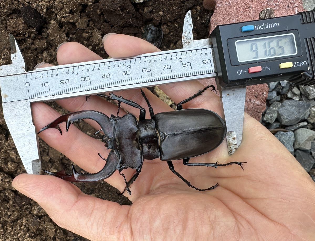 アクベシアヌスミヤマクワガタ　標本　91mm 定番，本物保証 ◇◇ アクベシアヌスミヤマ 大型系血統 ♂91.5mm単品