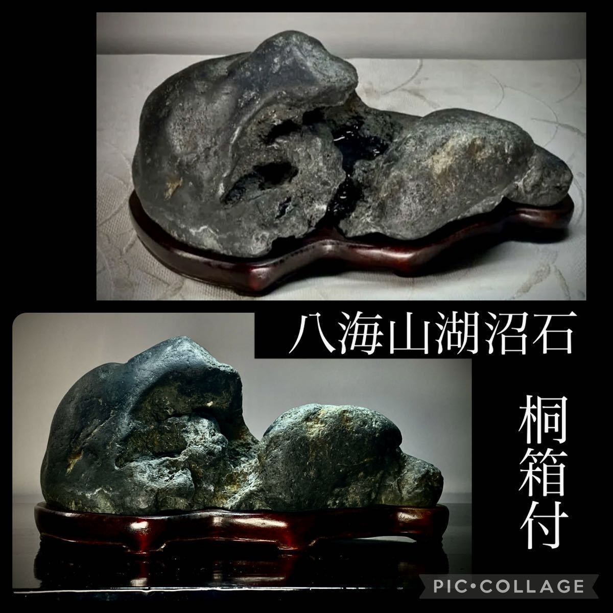 必ず取引規約確認同意で 豊樹園 斑入り植物 ㎝ 樹高 鉢 №1－1