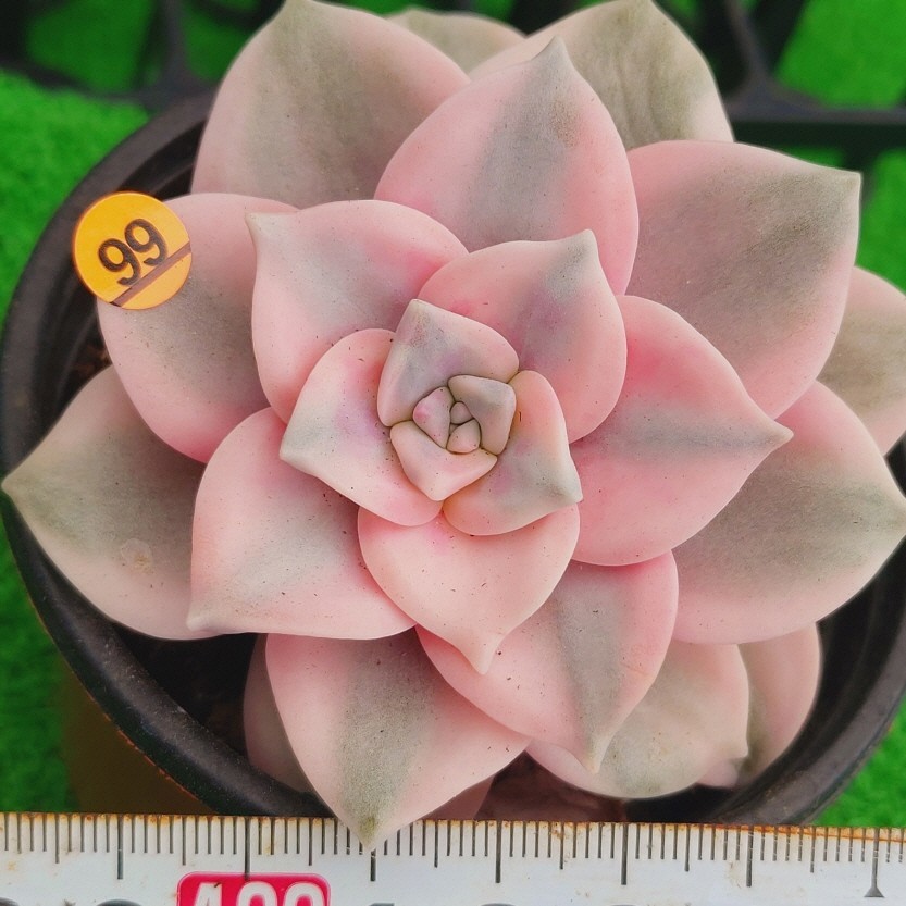 0505-O199 Purple Delight(錦) エケベリア 多肉植物 韓国苗 【公式通販】