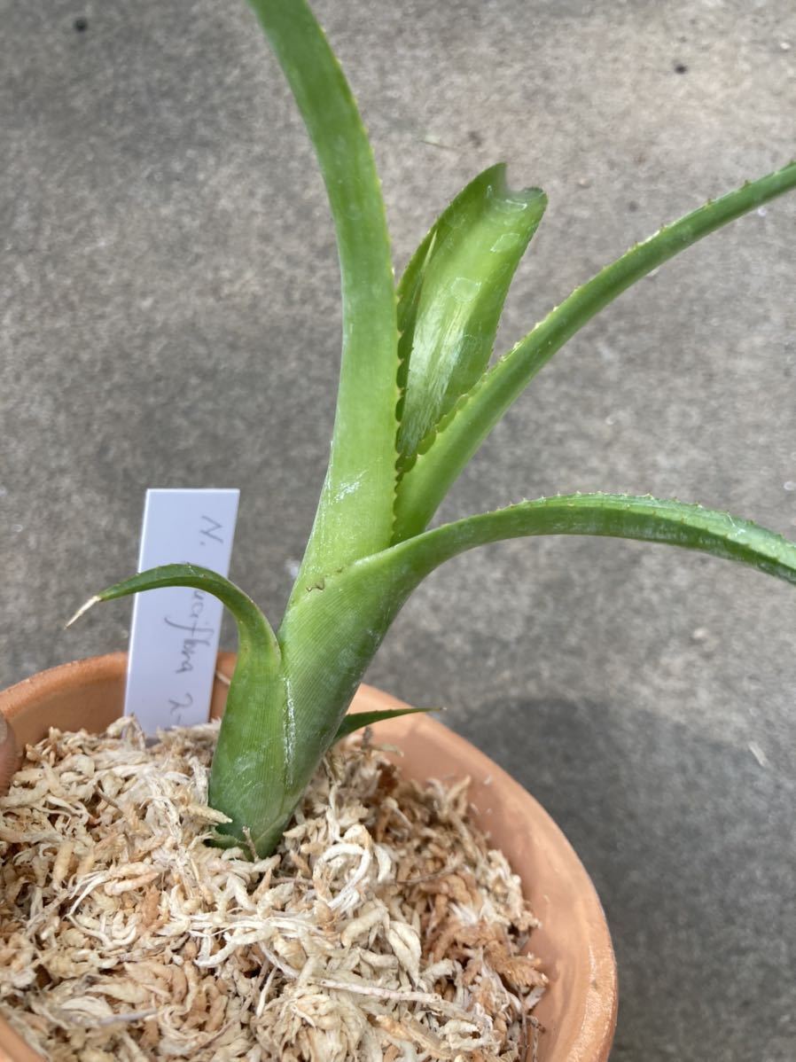 Neoregelia pauciflora 'Super White Clone' 】ネオレゲリア