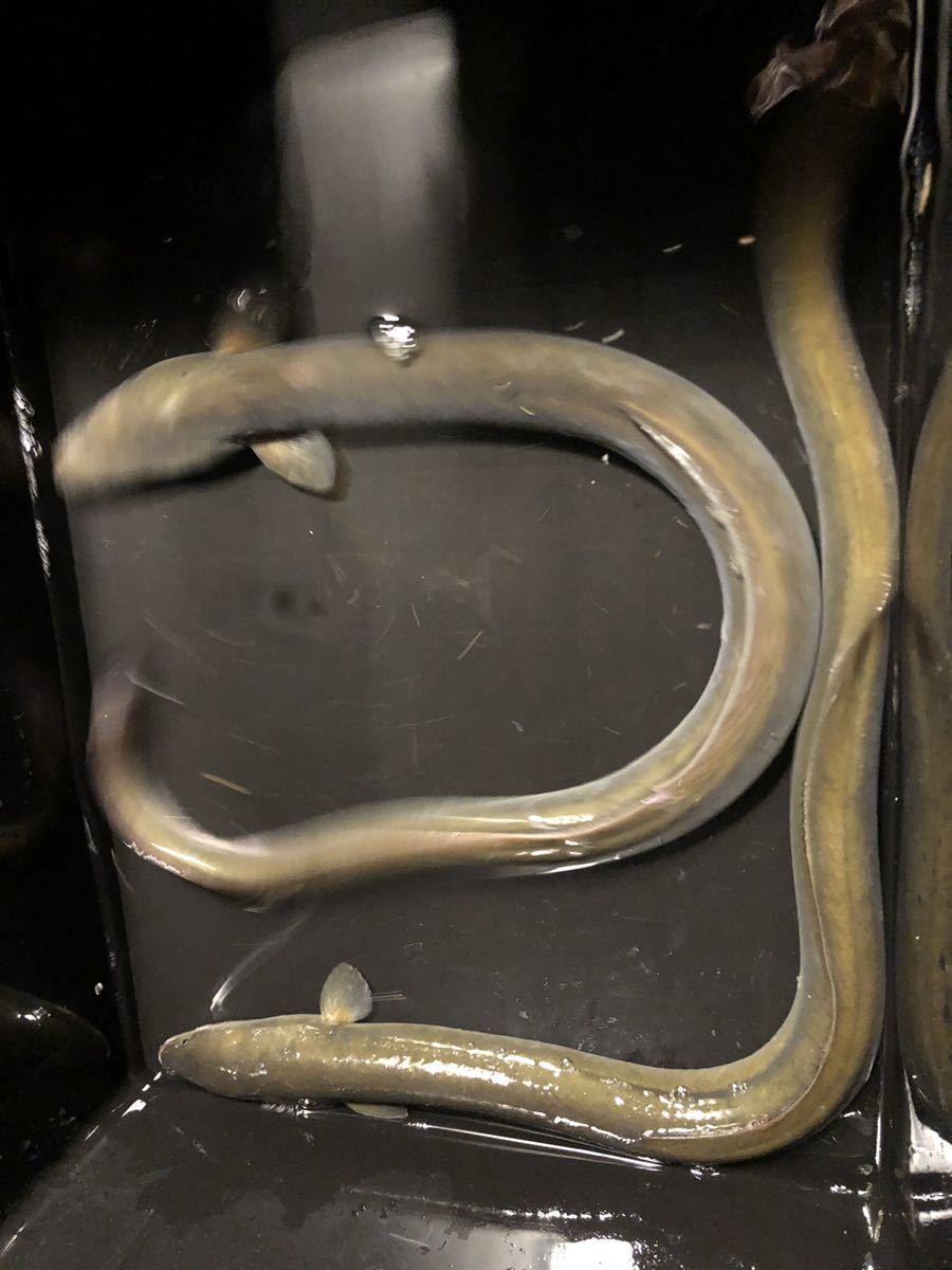 天然うなぎ　290g 1本