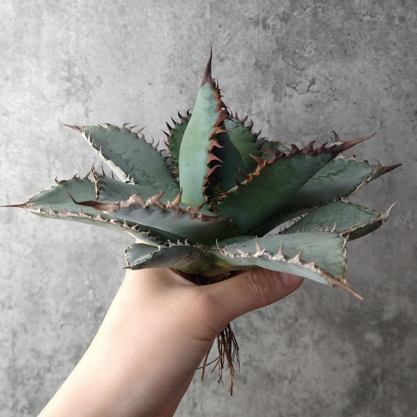 アガベ オテロイ イタリアスペシャル 発根済み子株 チタノタ #agave