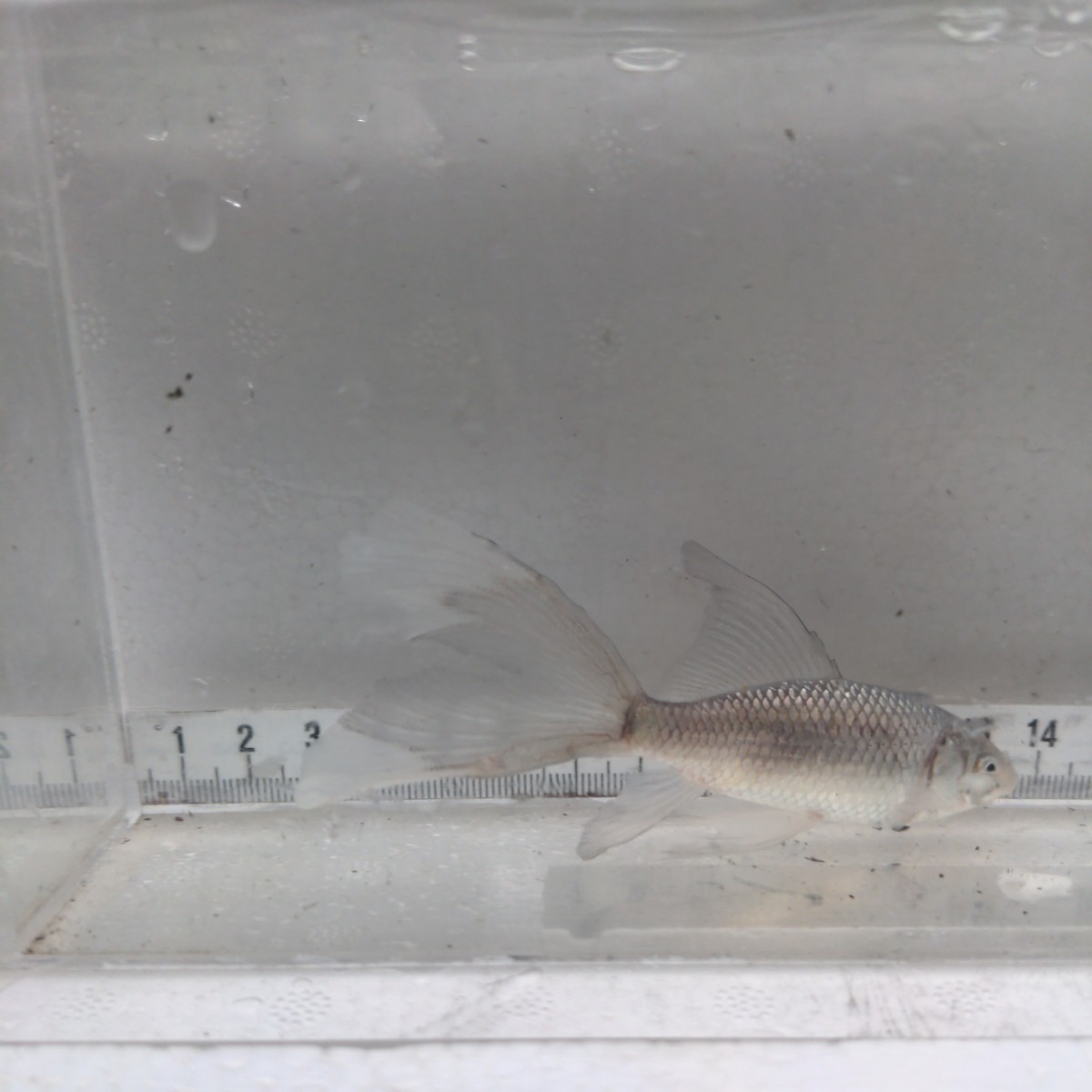 金曜日発送（19日）【宮城鉄魚飼育研究会】青鉄魚（小）③上物　羽衣　12センチくらい