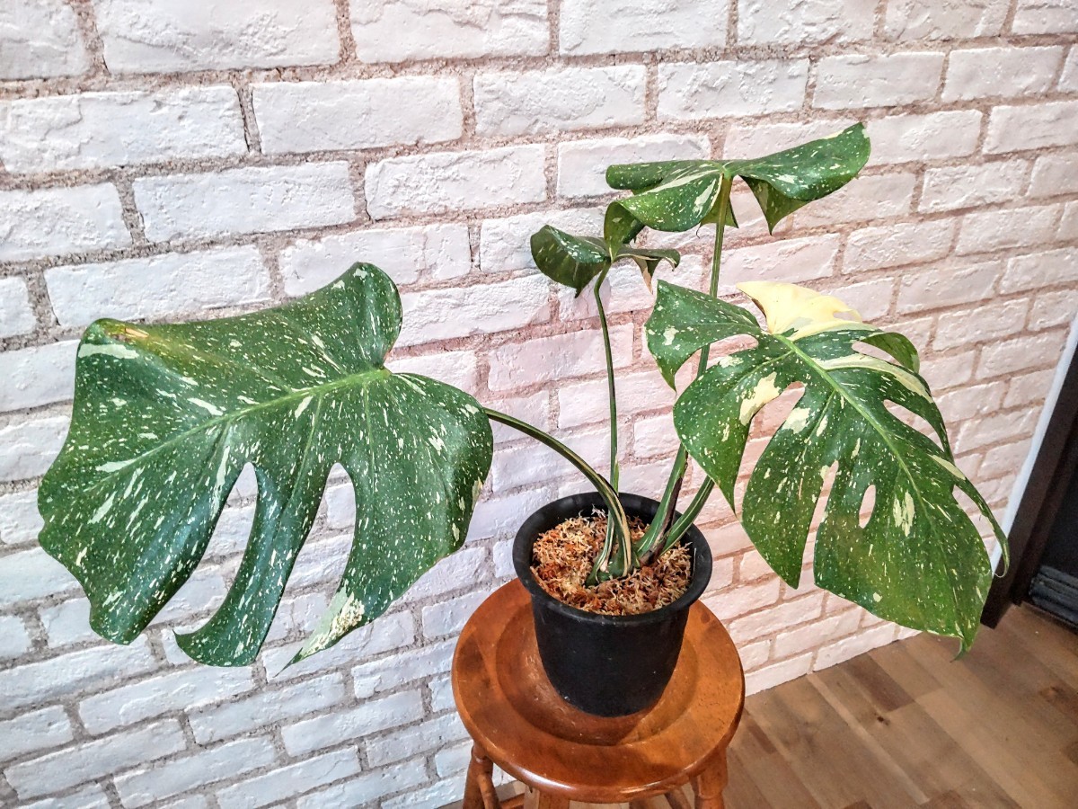 大株 美株 Monstera Deliciosa Thai Constellation モンステラ