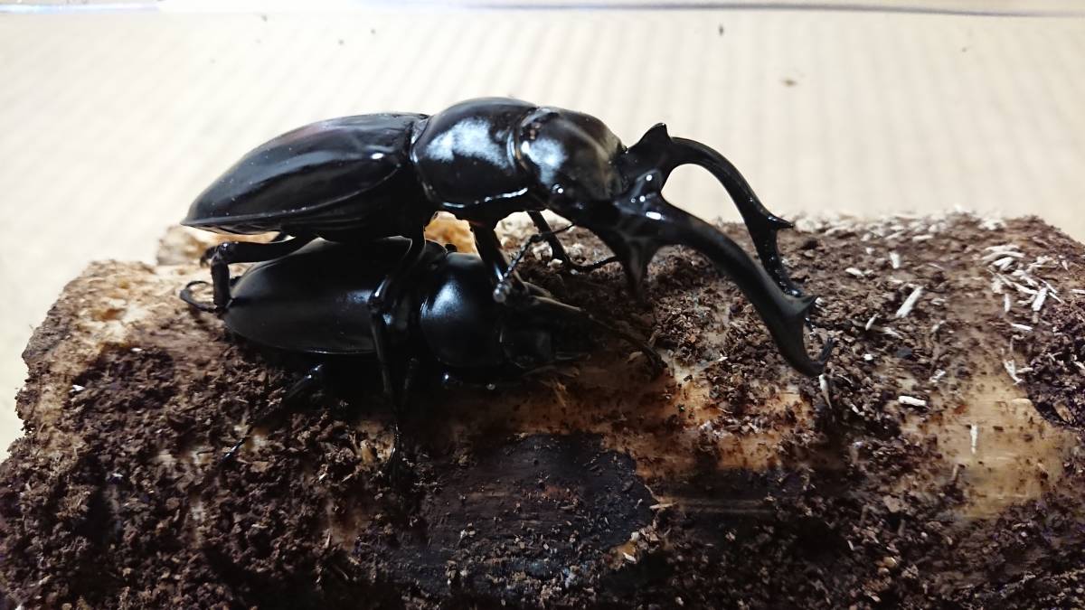 ウエストウッディ原名亜種DV産 幼虫4頭