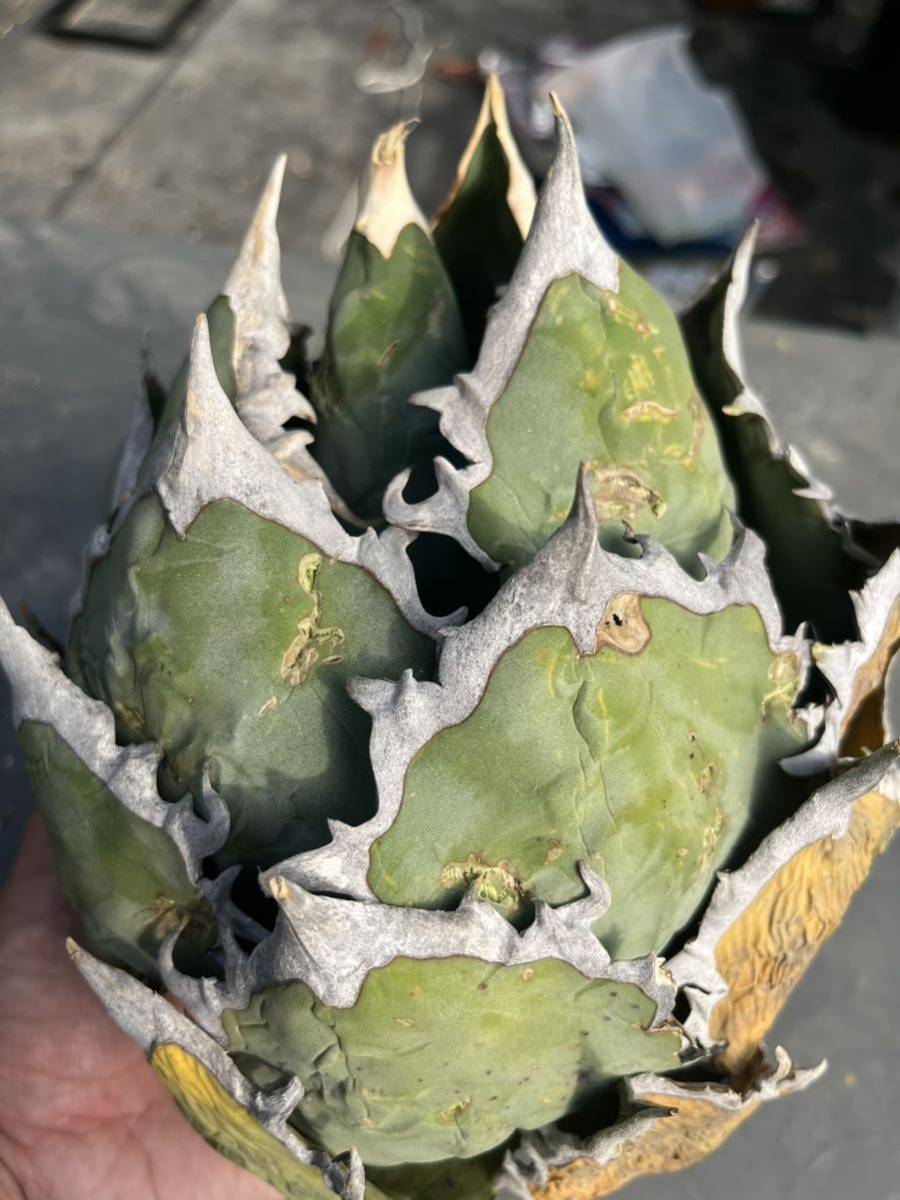 Agave Oteroi Oaxaca Agave oteroi 'Oaxaca' at San iNaturalist