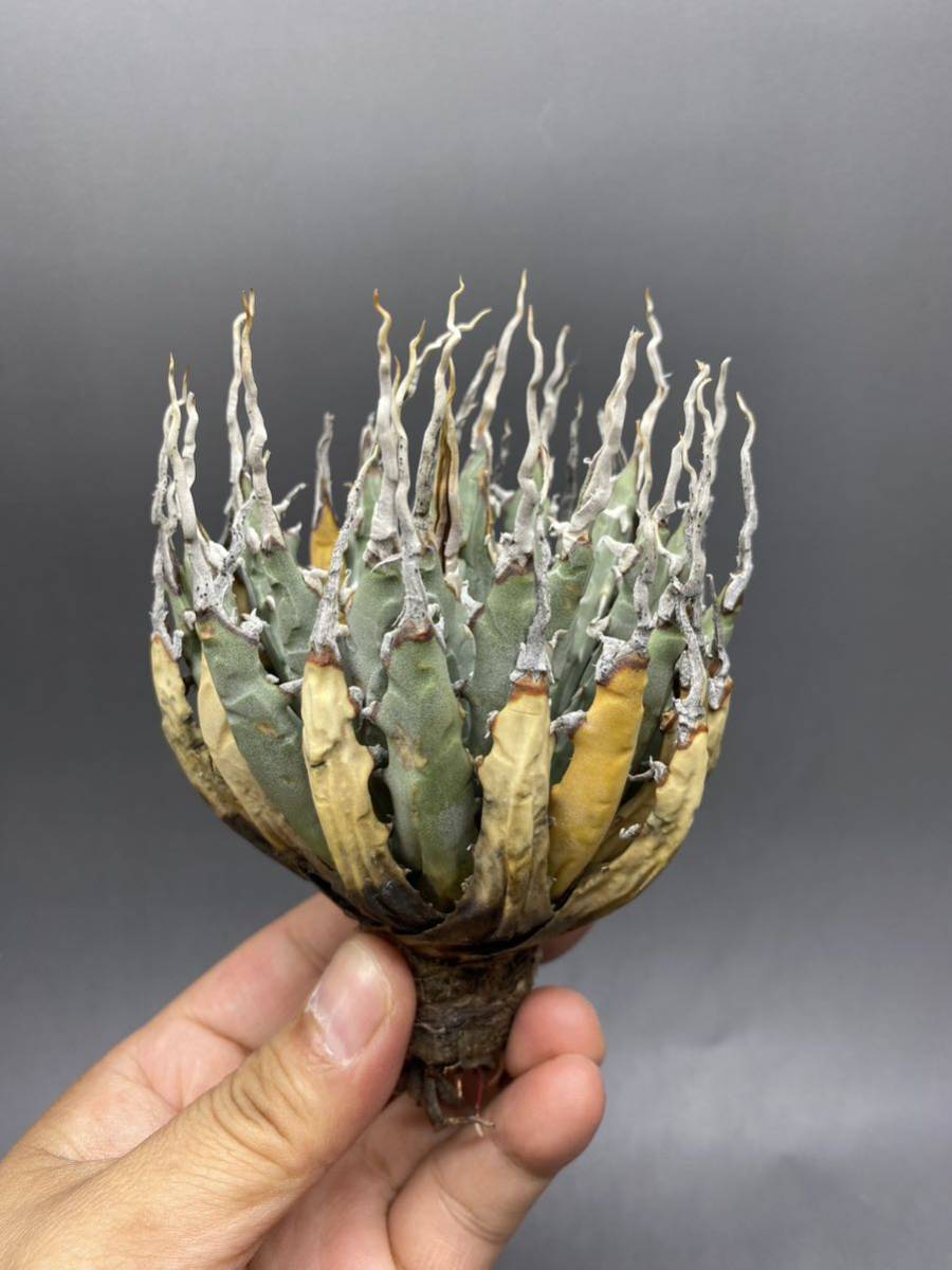 S1207-14 陽炎蕾形厚肉粗曲棘 アガベ ユタエンシス /Agave utahensis