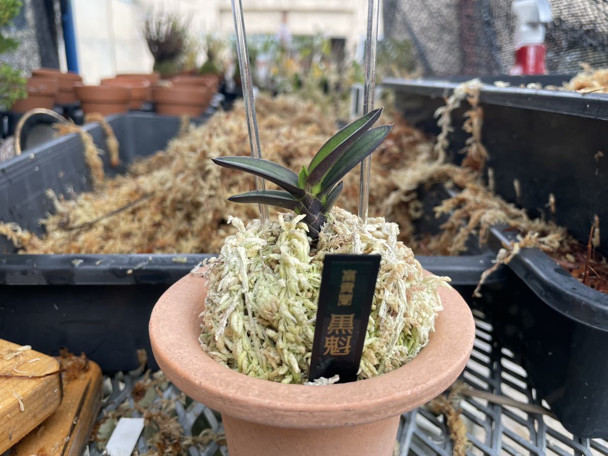 富貴蘭【黒魁】雑誌でも取り上げて頂きました。