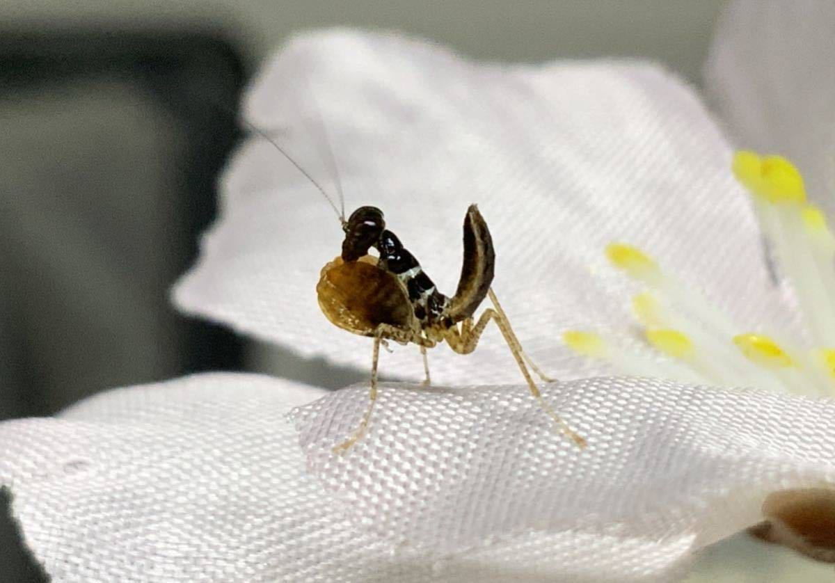 Hestiasula major マレーシア産　初令幼虫　　　ボクサーマンティス　カマキリ　ペット　鑑賞　保証あり　