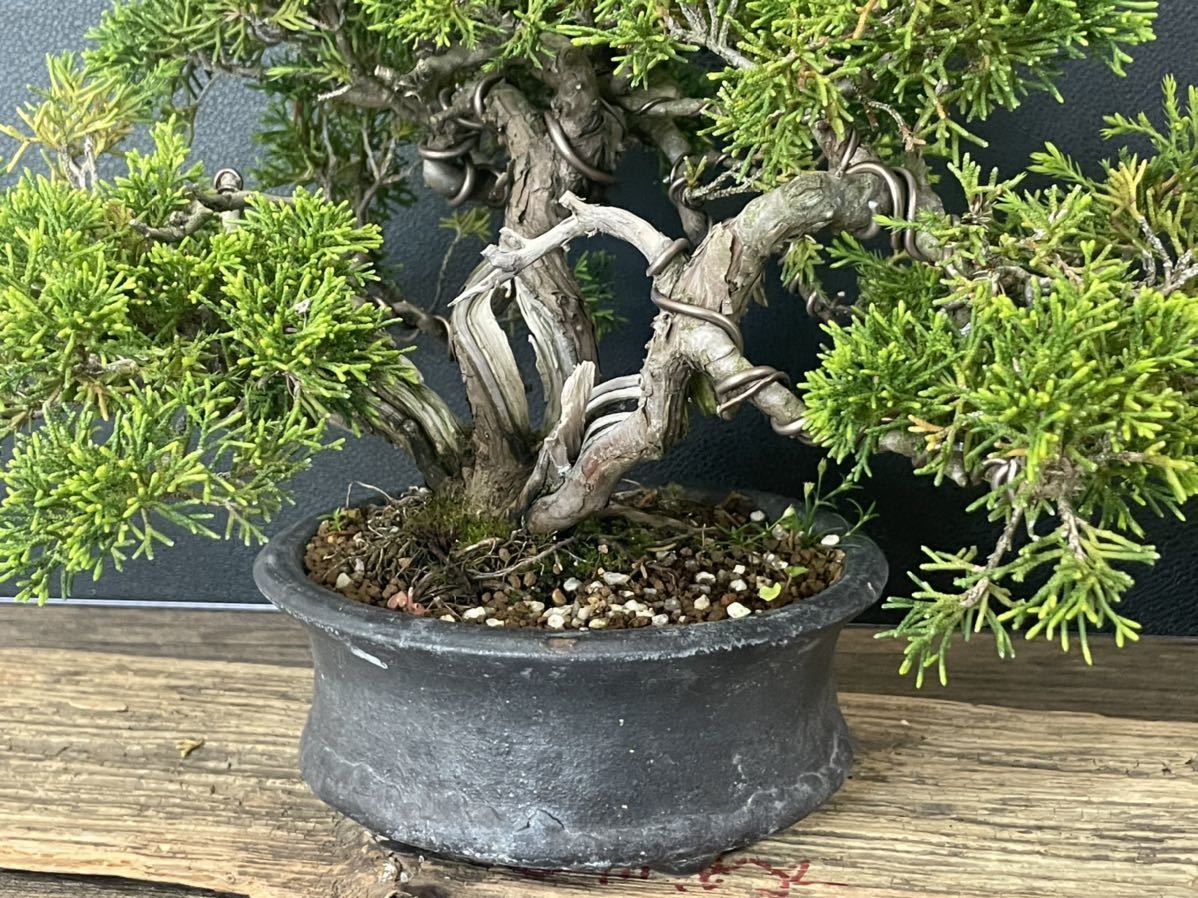 小品 株立 真柏盆栽】 ⭕超特価品❗ 株立盆栽【糸魚川真 小品 株立 真柏盆栽】 ⭕超特価品❗ 株立盆栽【糸魚川真