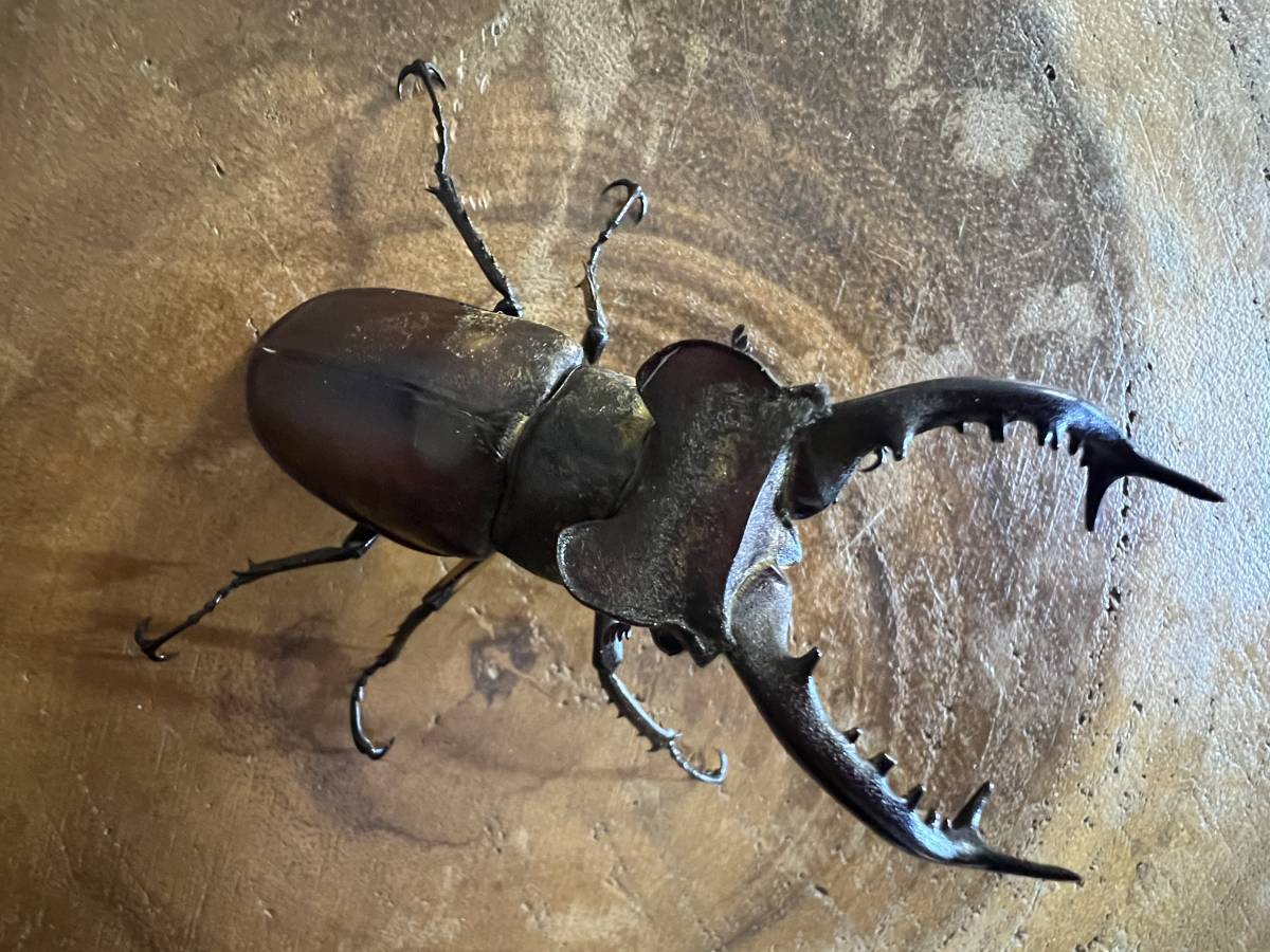 ☆台湾便WILD個体☆タカサゴミヤマクワガタ　成虫ペア　♂70㍉UP×♀FREE（品番：5582）