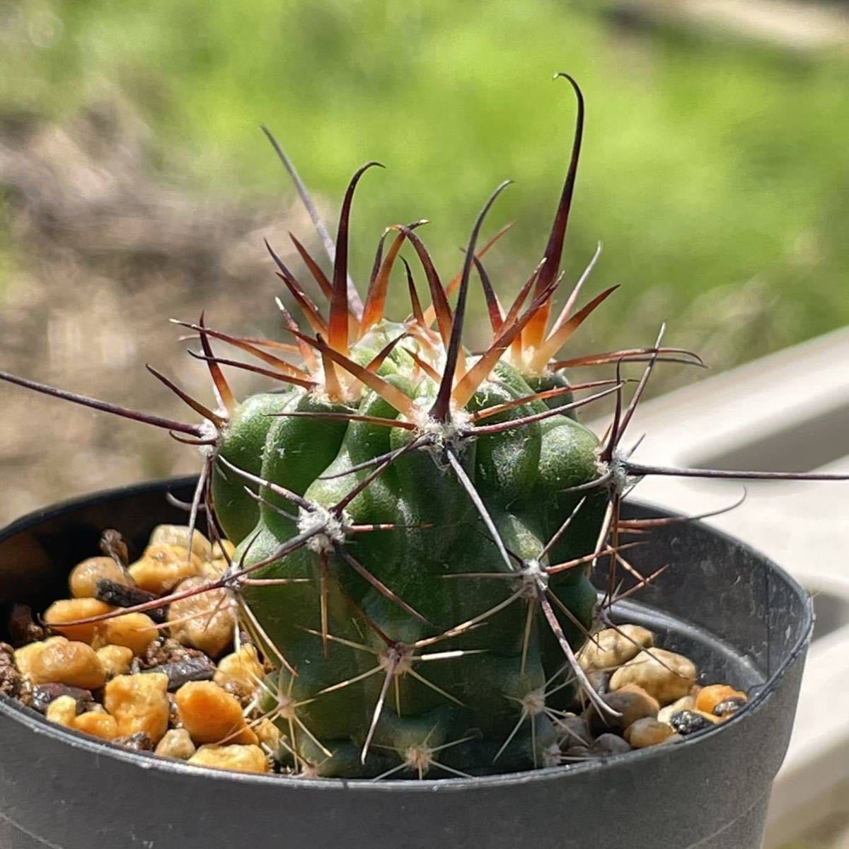 多肉植物】コノフィツム 関白【Conophytum】 | TEXASCLUBSOCCER.COM