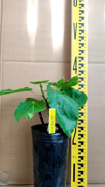 イチジク レディブラック 挿し木苗(果物)｜売買されたオークション情報