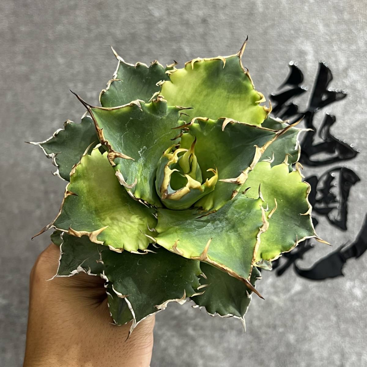 龍園觀】①No.119 特選 アガベ 多肉植物 チタノタ 狂刺夕映 