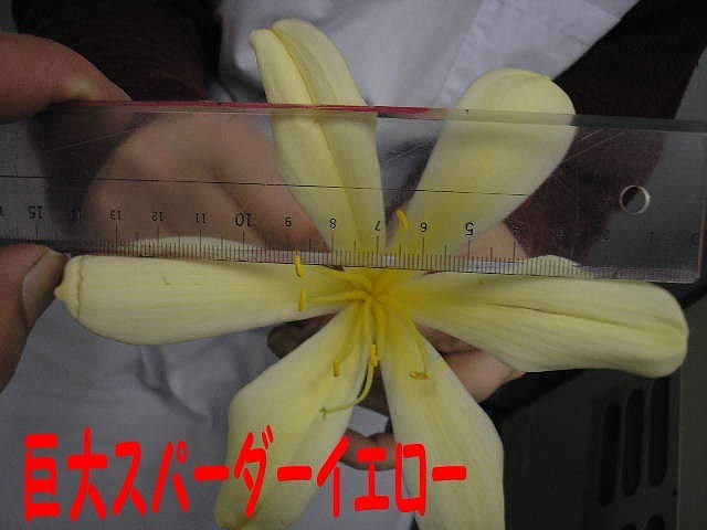 16　クンシラン　君子蘭　巨大輪黄13センチYYY　オリジナル　株割り　　9枚葉　5号　 　１作開花　