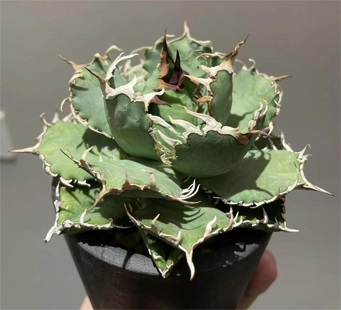 AE16【優秀選抜株】将来有望です株 多肉植物アガベ チタノタBB