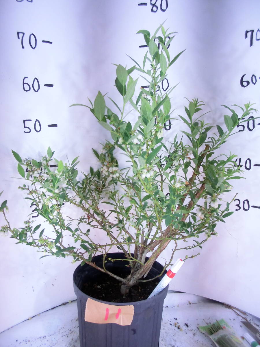 １１　ピンクレモネード　ブルーベリー苗木　ノーザンハイブッシュ系　　　　