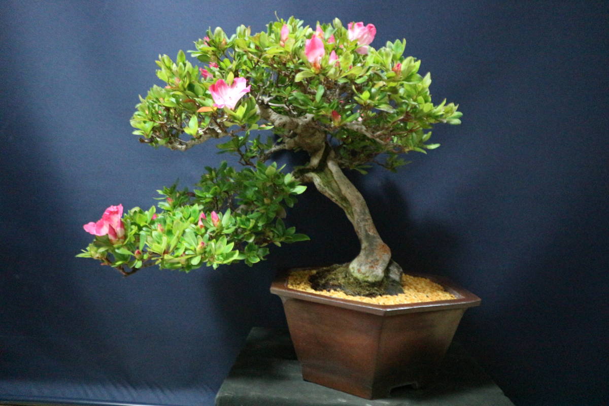 真如の月】 皐月模様木半懸崖盆栽 中品盆栽 植木鉢 展示会 国風展
