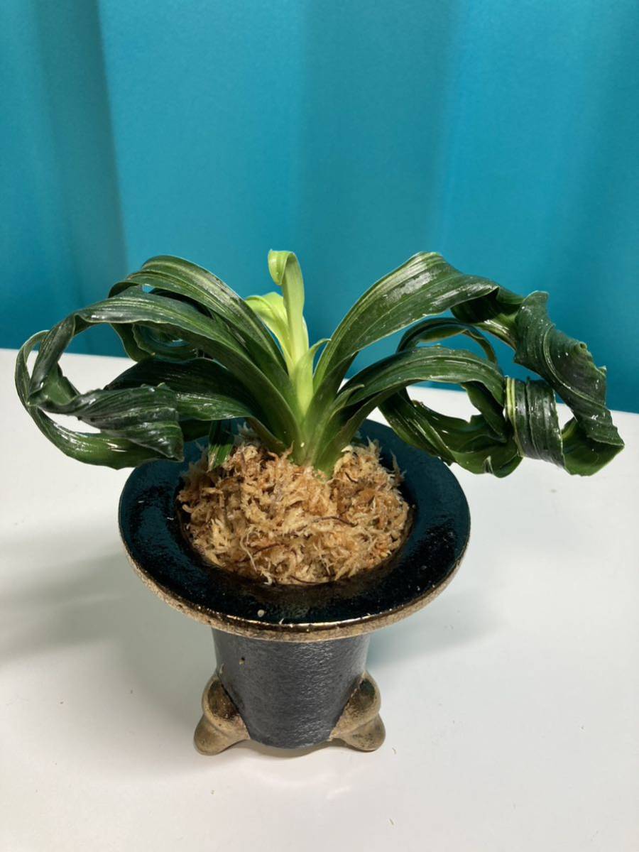 万年青 おもと 鶴の舞 2株 根巻き発送 加茂鶴 万年青オモト