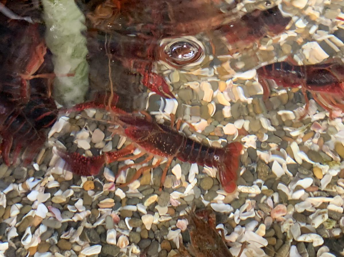 餌用、淡水エビ★アメリカザリガニM +〜LL 30匹セット