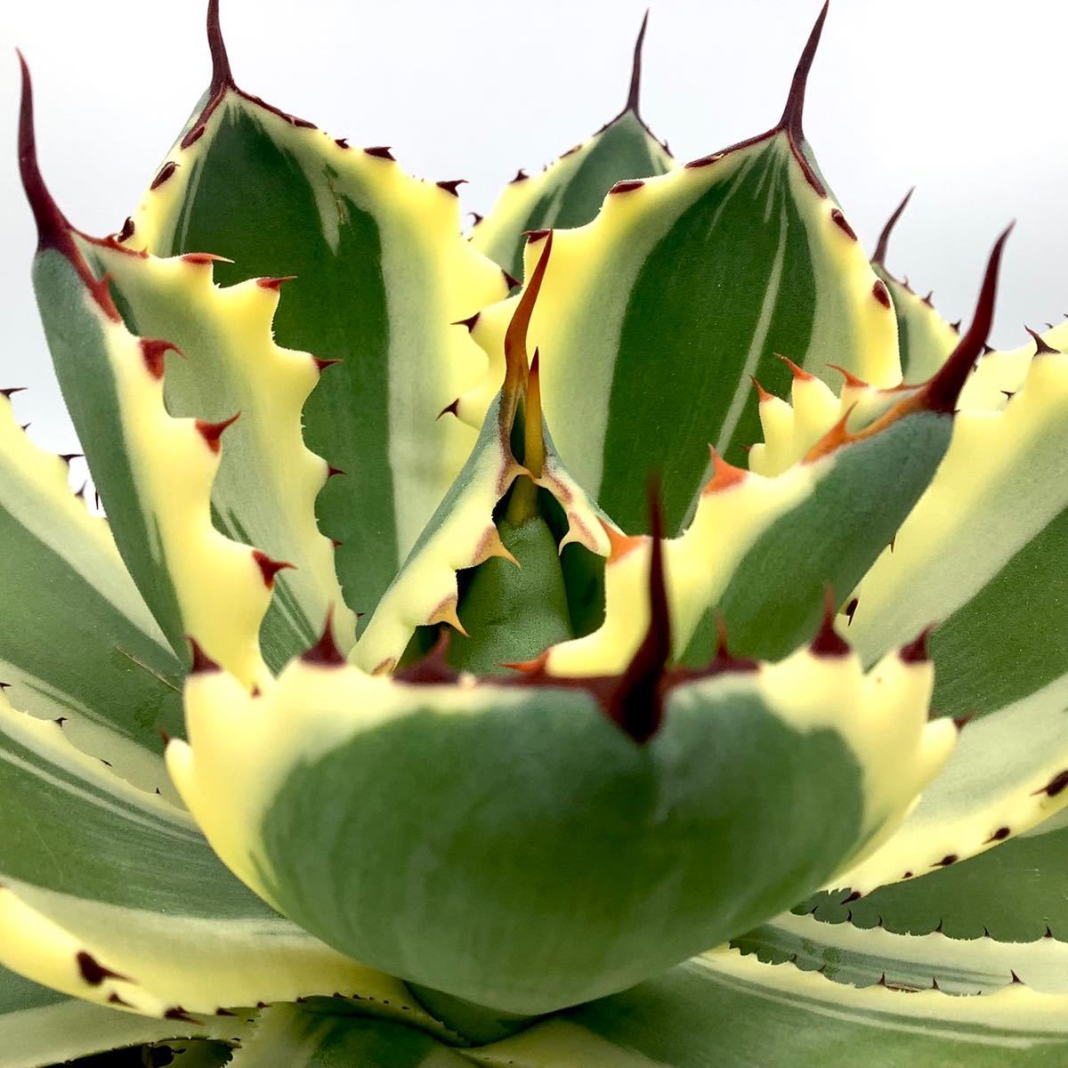 希少 アガベ ポタトラム デザートダイヤモンド Agave potatorum Desert