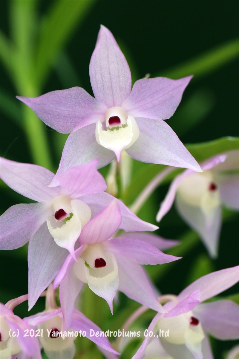 洋蘭 デンドロビューム 原種（花は参考程度）Den. hercoglossum （雲南