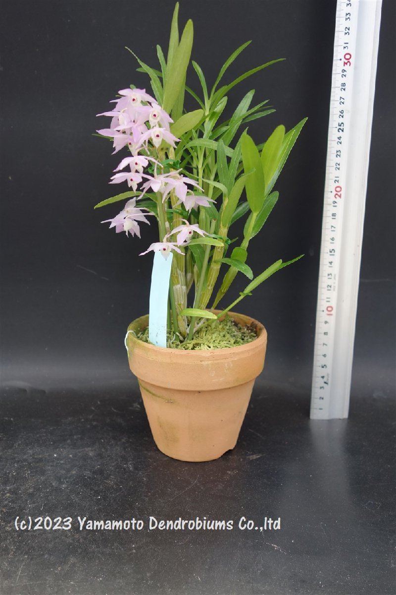 洋蘭 デンドロビューム 原種（花は参考程度）Den. hercoglossum （雲南
