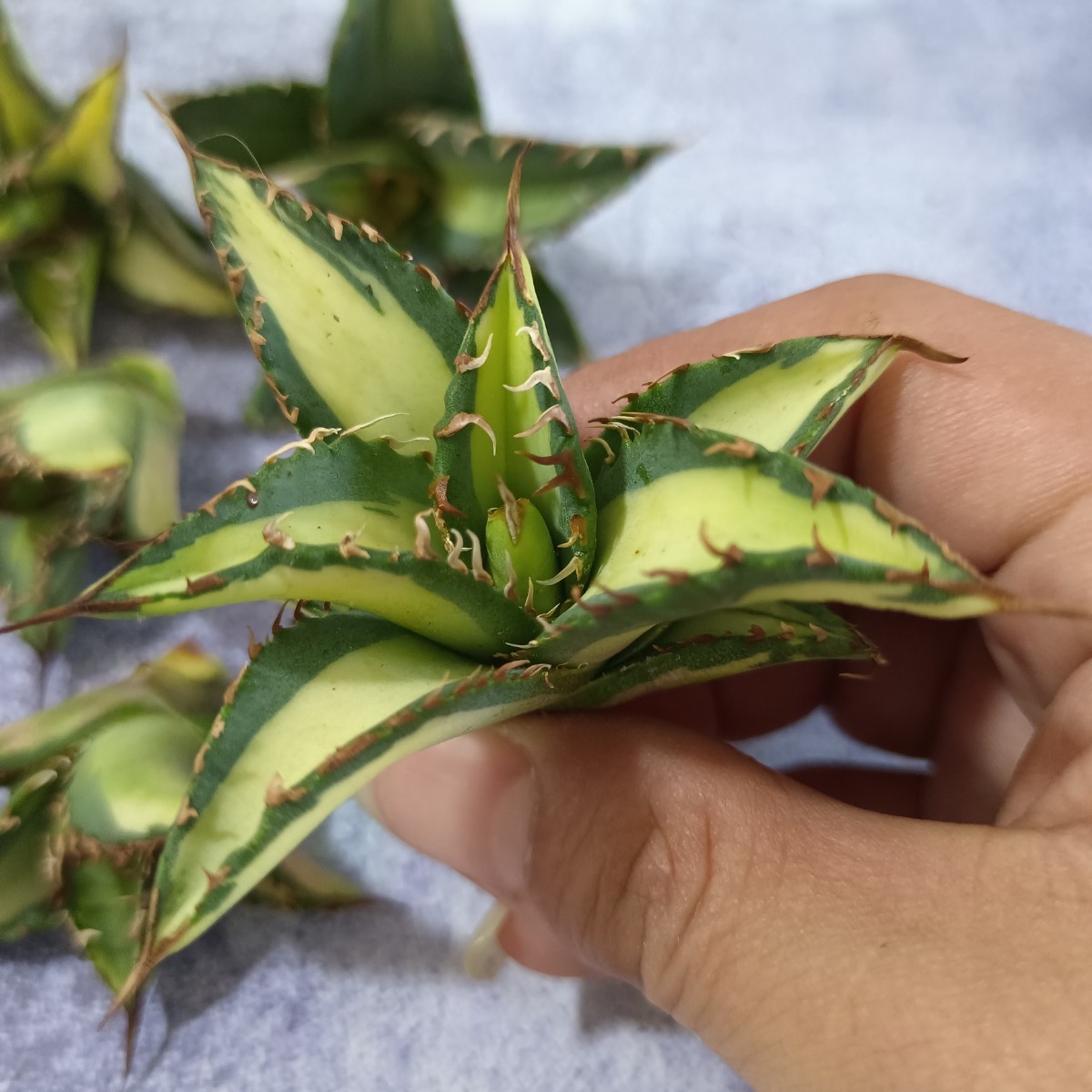 R013-16 特選 R013 アガベ チタノタ 狂刺夕映 太陽光 強棘 極上厳選 5