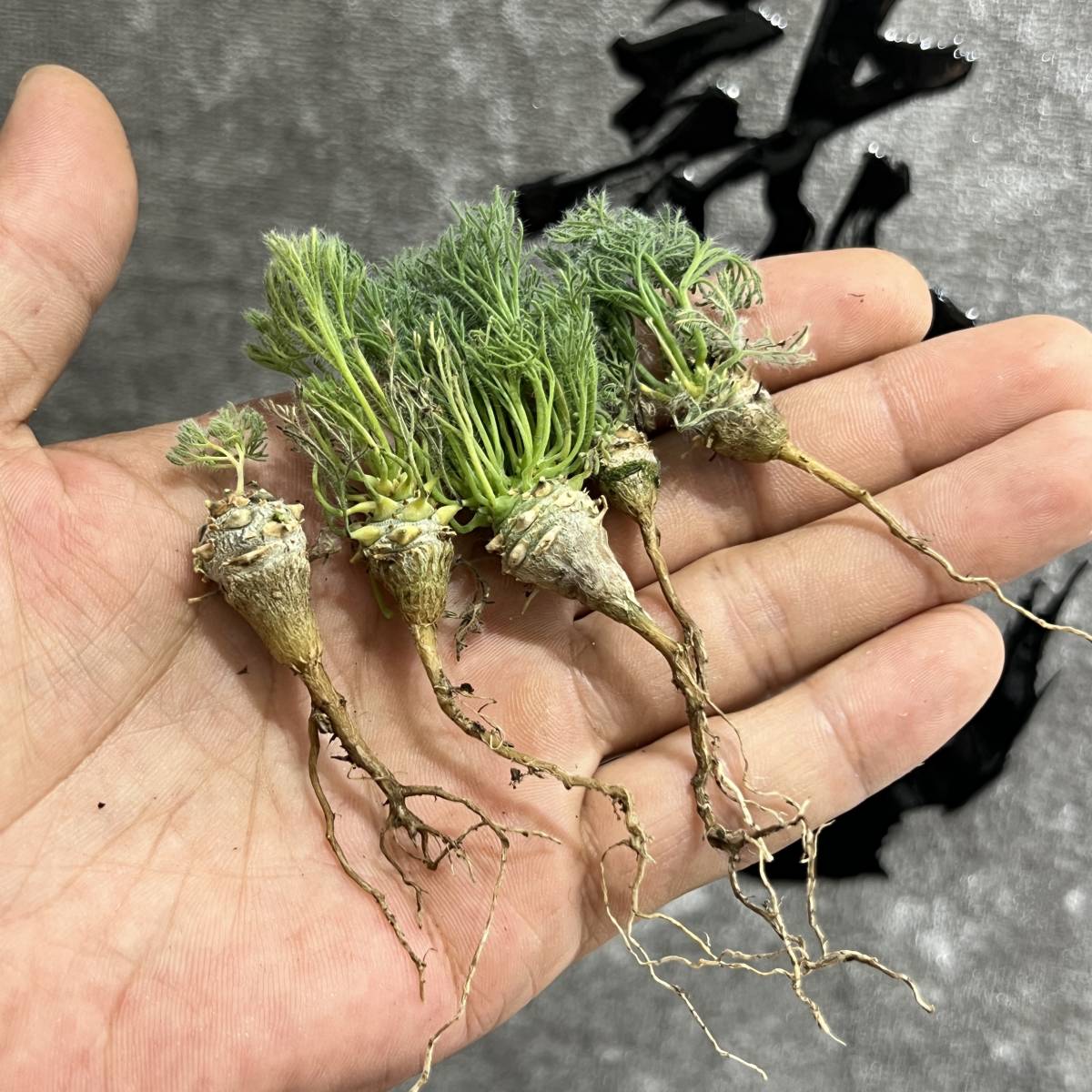 【龍園觀】①No.575 特選 多肉植物 サルコカウロン ペニクリナム 極上株 (実生) 5株