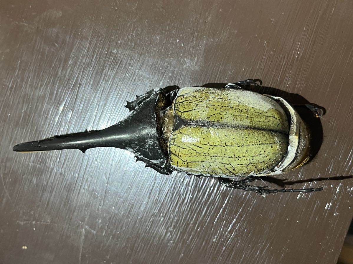ヘラクレスオオカブト 死虫 標本用 ペア(虫類)｜売買された  