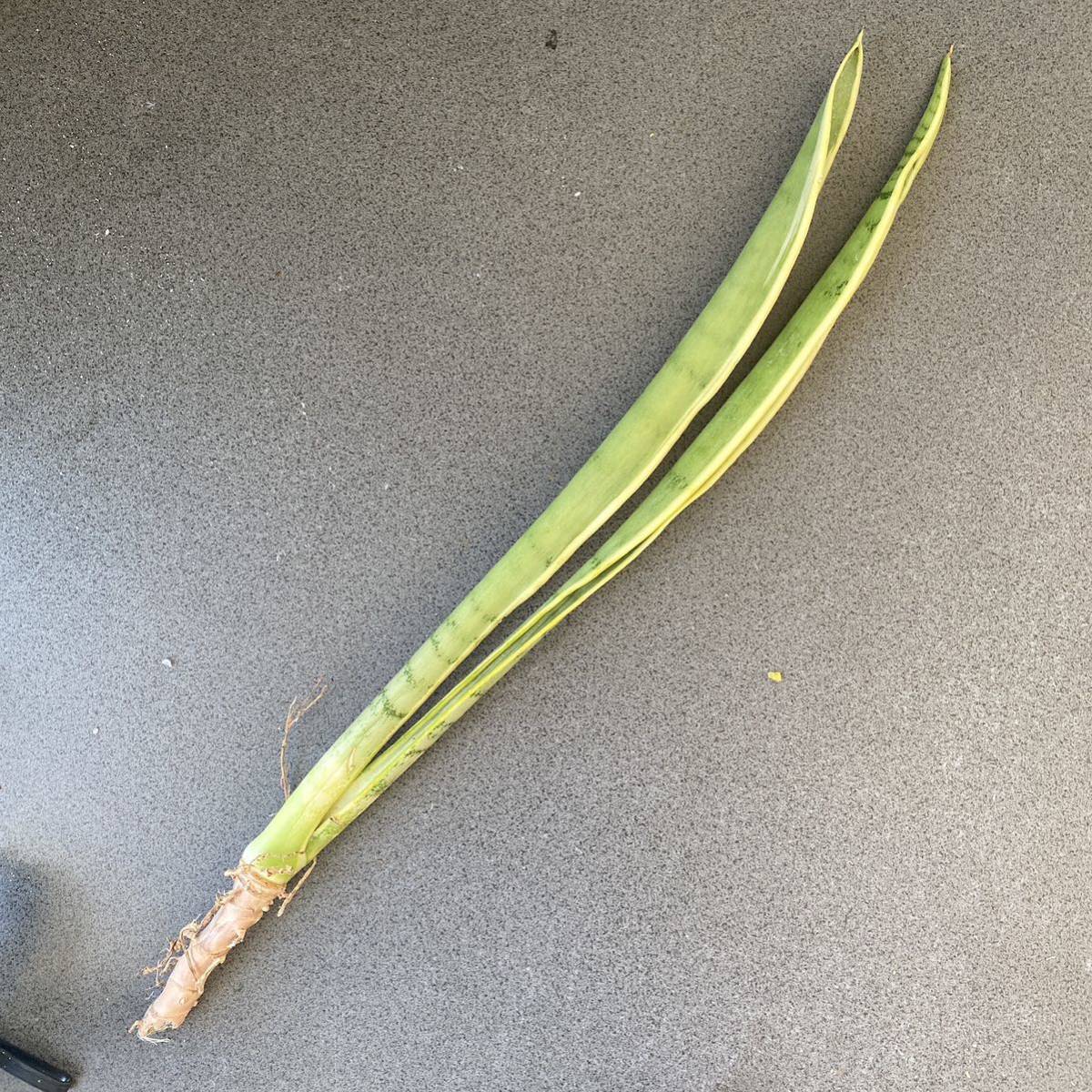 サンスベリア Lorentii silver (stopper) mutant rare 希少種 サンスベリア Sansevieria laurentii silver/stopper レアな