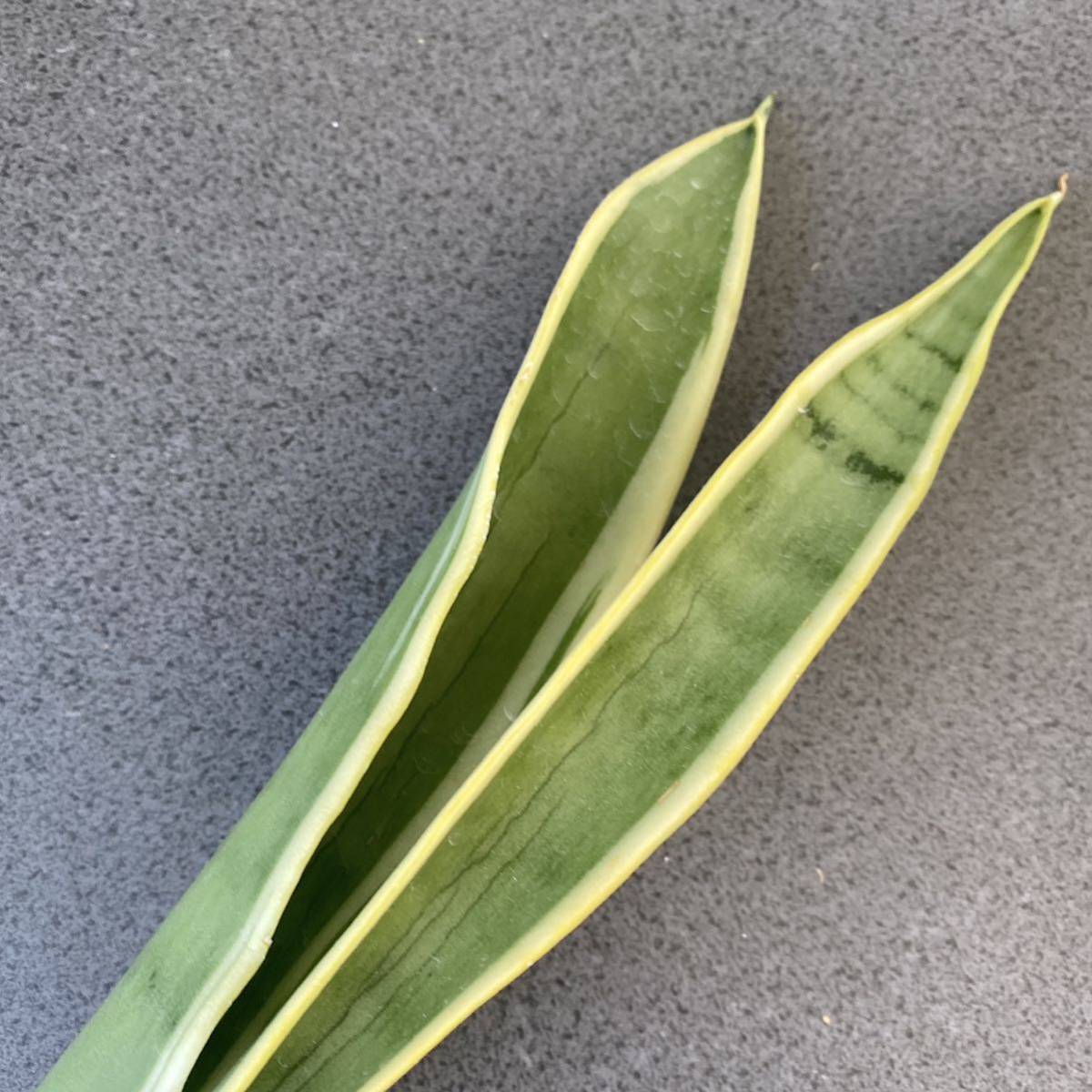 希少種 サンスベリア Sansevieria laurentii silver/stopper レアな