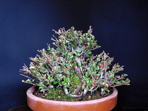 【盆栽 樂屋】◆長寿梅石付小品盆栽(極上品)◆