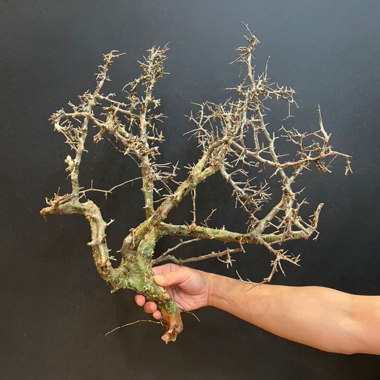 希少 大株 良形 ④ コミフォラ カンペストリス ☆ Commiphora