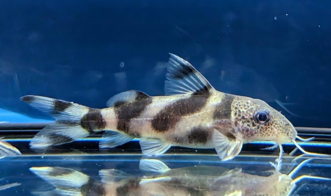 3匹セット】シノドンティス デコルス WILD 約5〜6cm 珍種 よく食べ 