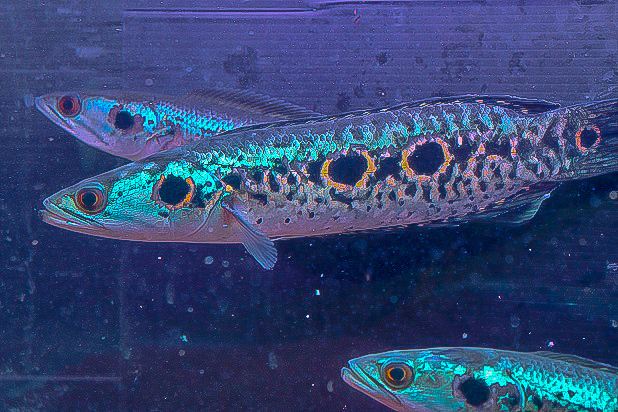 カリマンタン島産　ＷＩＬＤオセレイト・スネークヘッドメタルターコイズ　２３～２5ｃｍ± カリマンタン島産 WILDオセレイト・スネークヘッドメタル