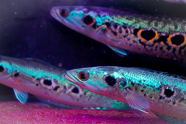 カリマンタン島産 WILDオセレイト・スネークヘッドメタル