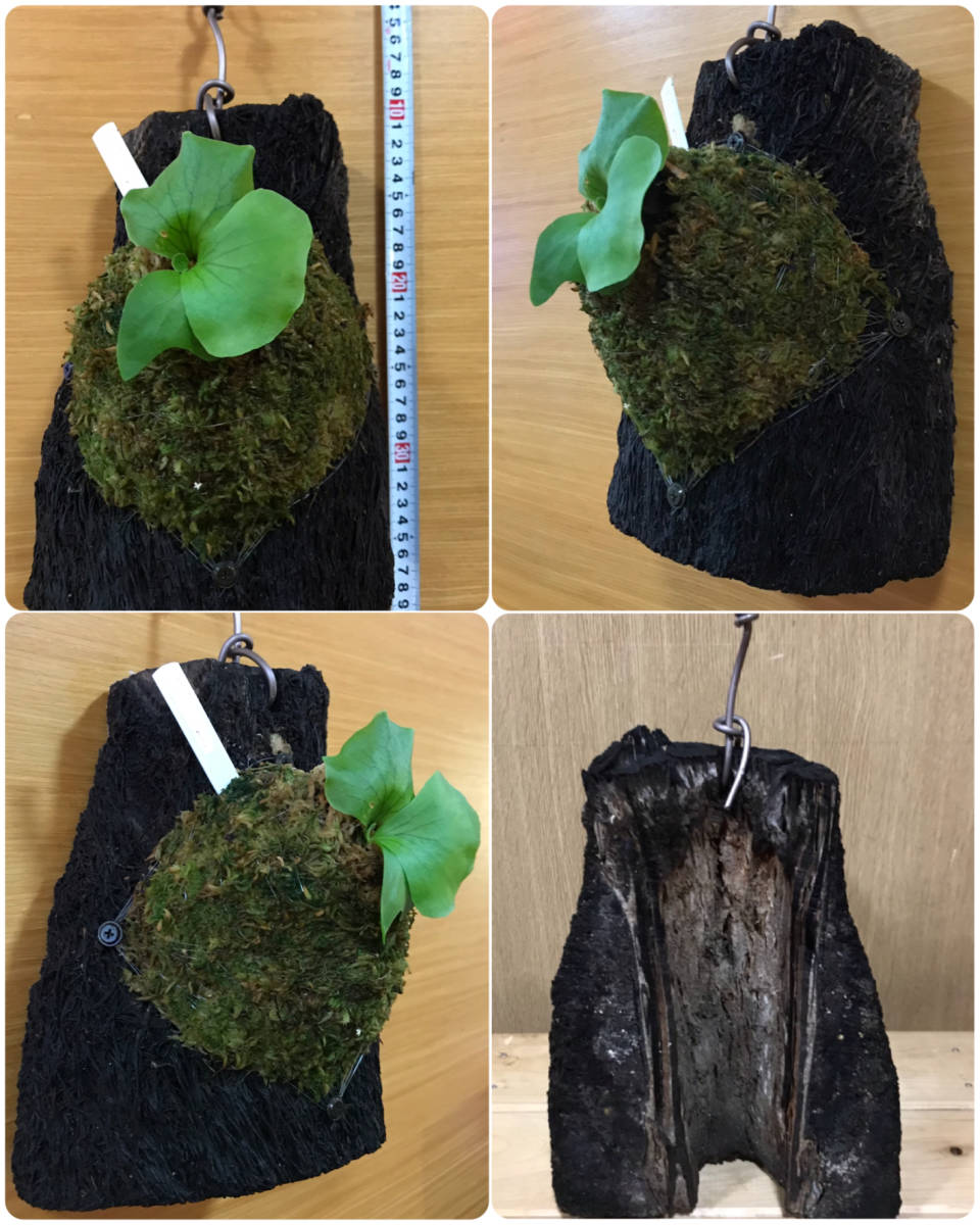 ビカクシダ 胞子培養苗 コロナリウム プラスチック板付 インテリア