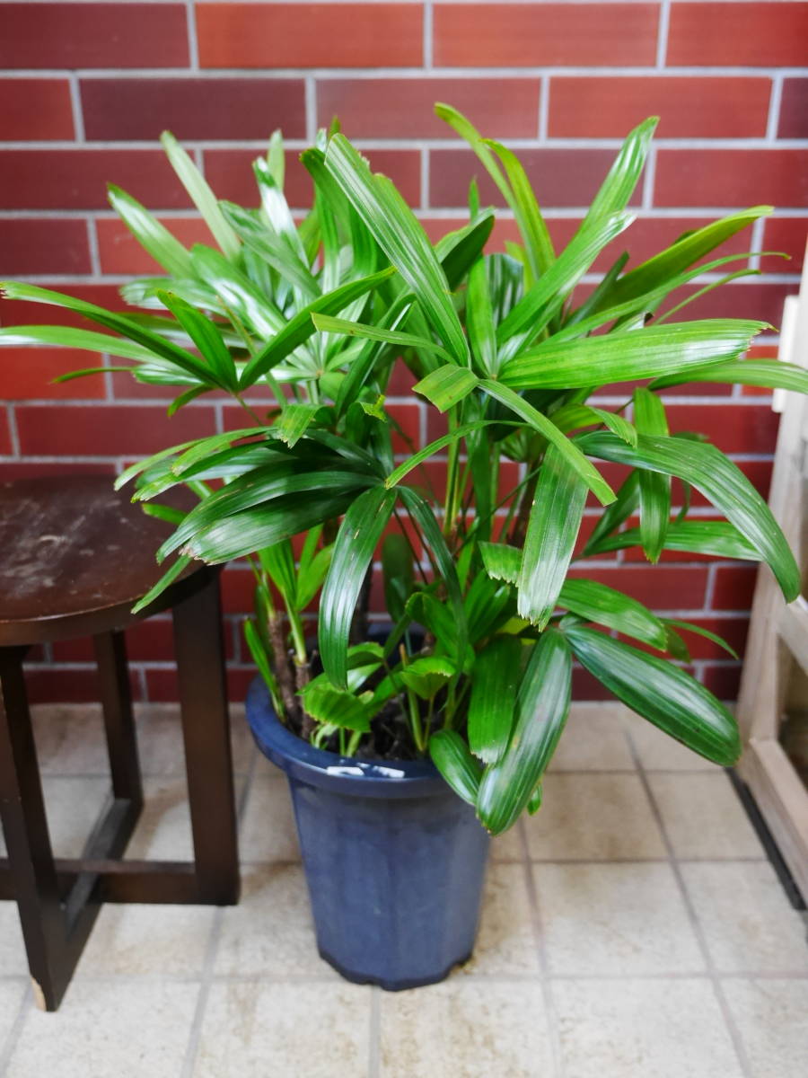 観音竹 カンノンチク 48 カンノンチク (観音竹) - 植物図鑑 hananani.com