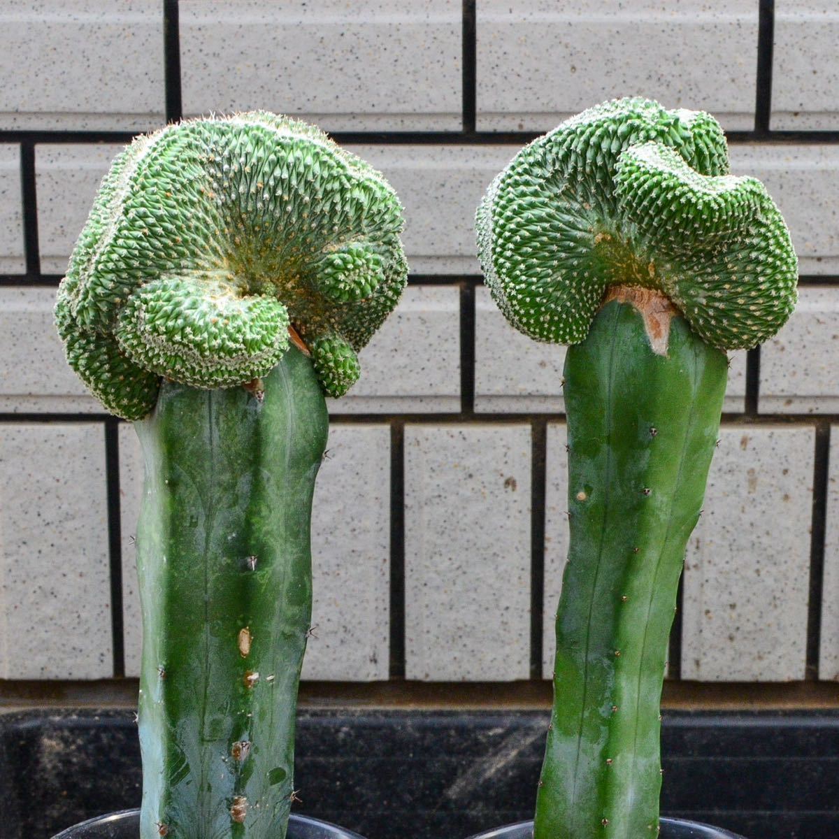 菊水綴化 竜神接ぎ 2本セット ／ 菊水 石化 モンスト ストロンボ